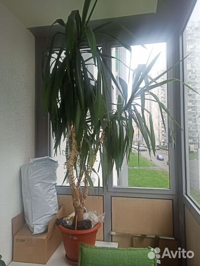 Пальма юкка