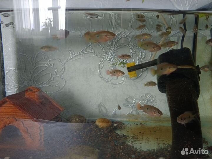 Хромис красавец