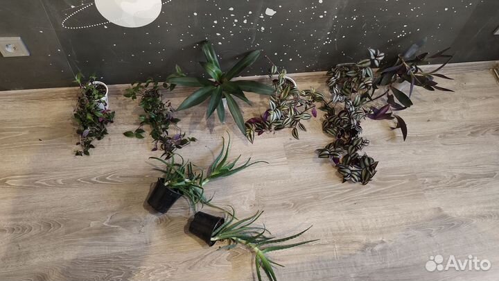 Домашние цветы,черенки