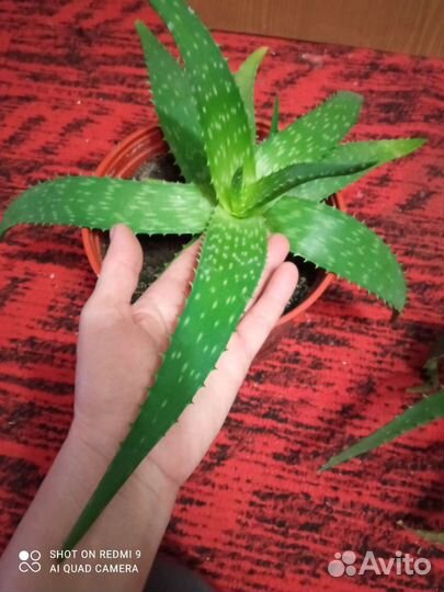 Алоэ вера (детка)