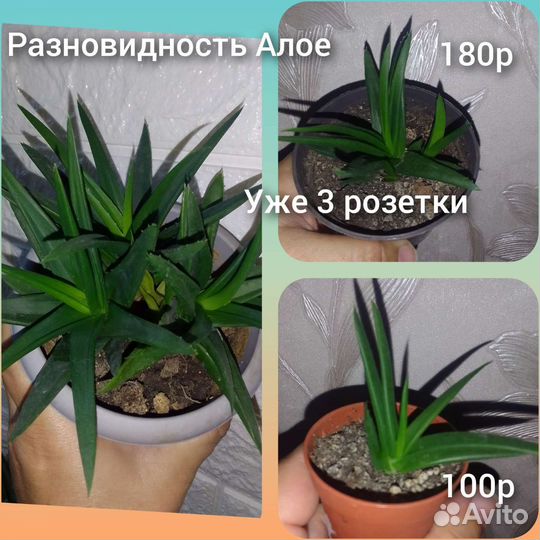 Сукуленты