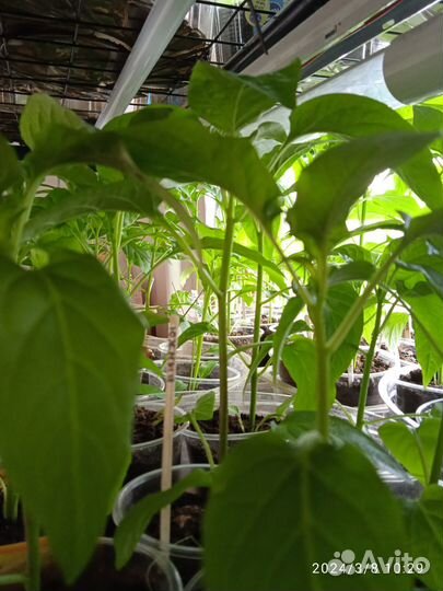 Рассада острых перцев сформированных