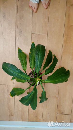 Филодендрон Линетт