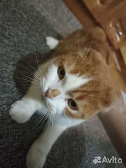 Шотландский вислоухий кот в дар