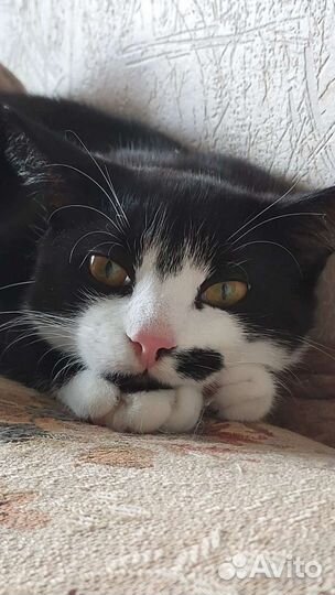 Счастливый Феликс в добрые руки