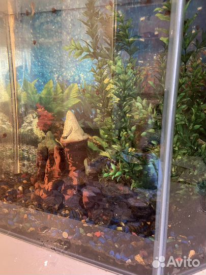 Аквариум с рыбками