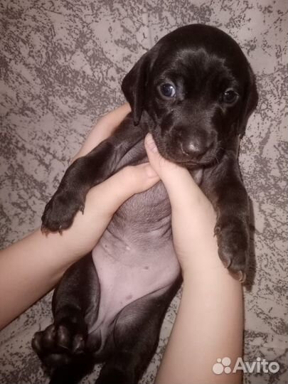 Собаки щенки таксы