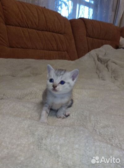 Котёнок