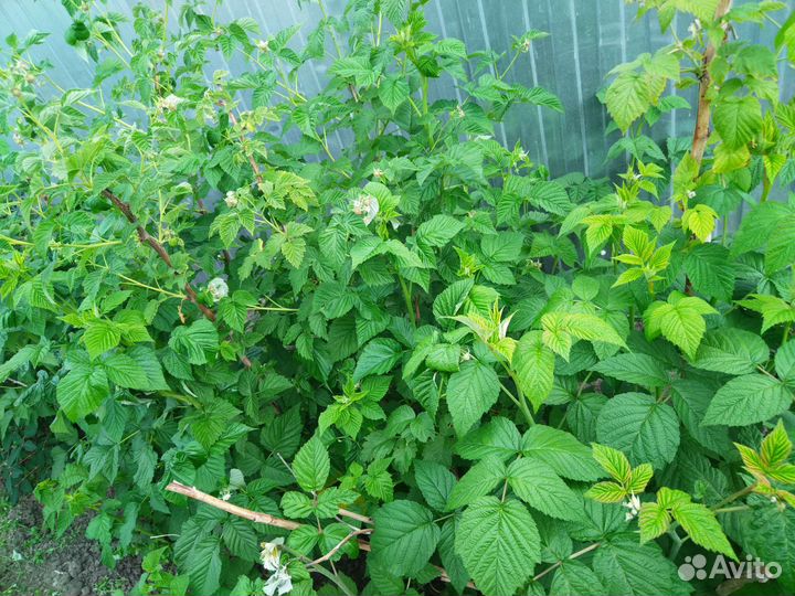 Малина красная, саженцы