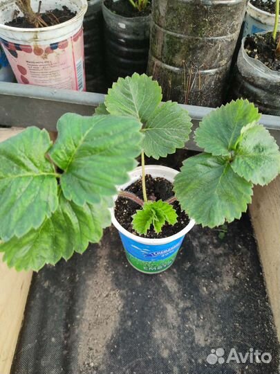 Рассада клубники купчиха