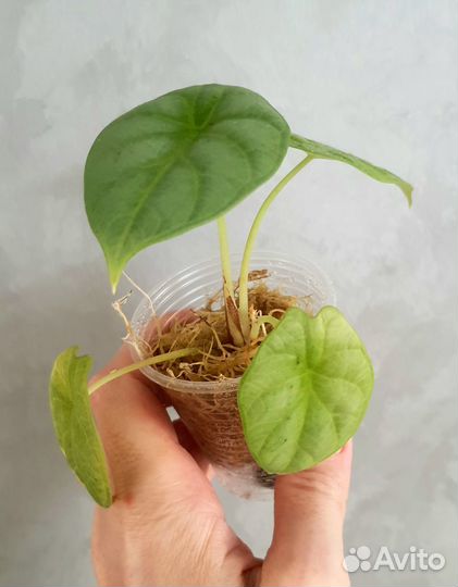 Алоказия Полли,алоказия серебрянный дракон