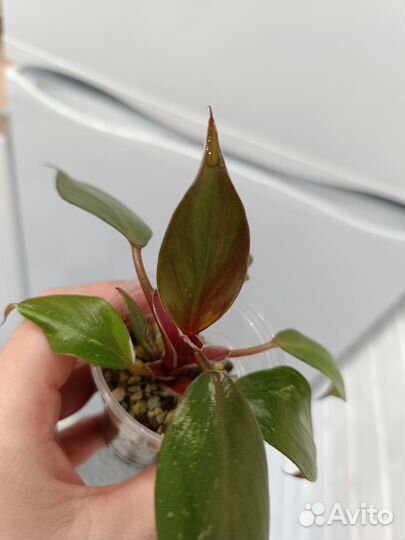 Филодендрон вайт кнайт