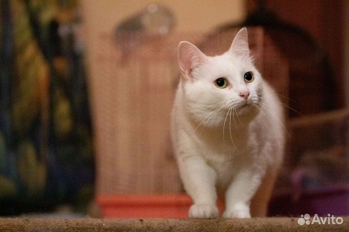 Белоснежная Сага в добрые руки