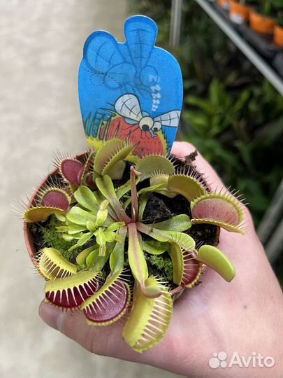 Мухоловка, непентос, саррацения. Хищник