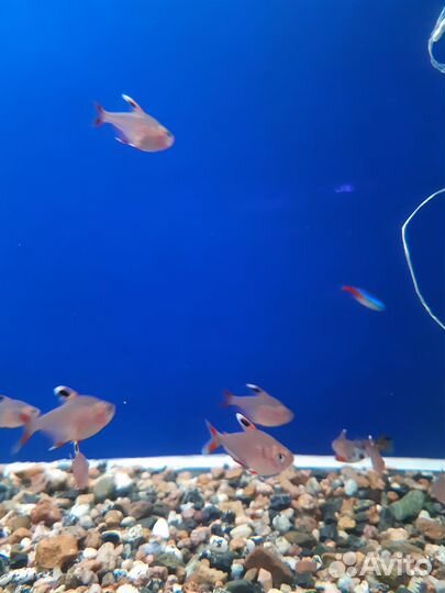 Аквариумные рыбки