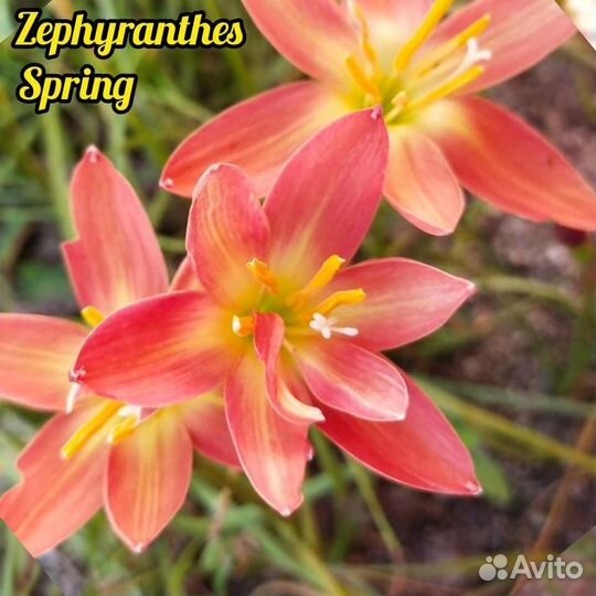 Цветы драцена