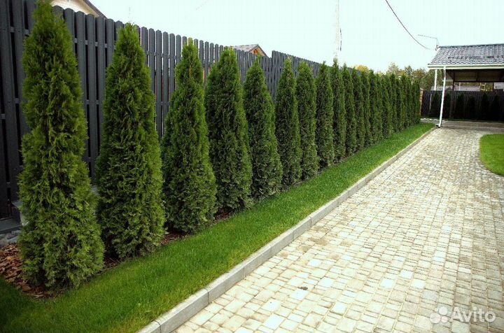 Туи сортовые:Смарагд,Брабант,Колумна 1,2 м