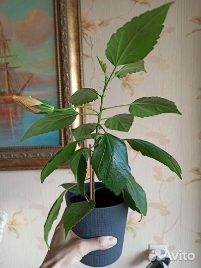 Гибискус махровый персик