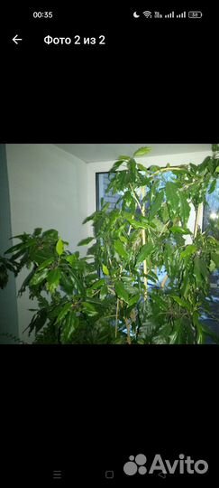 Комнатные растения - обмен