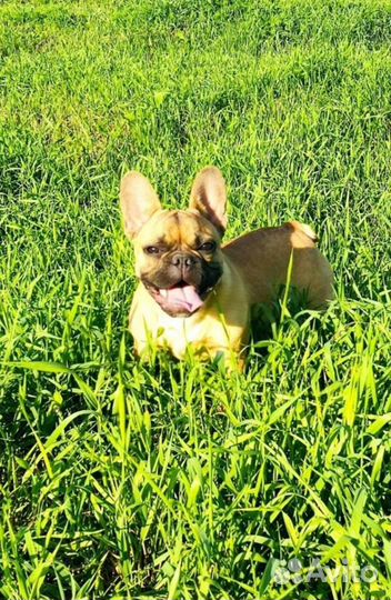 Французский бульдог кабель вязка