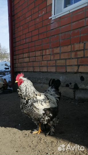 Куры Брама, Кокинхин