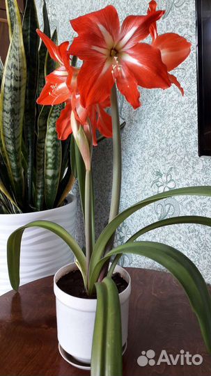 Гиппиаструм