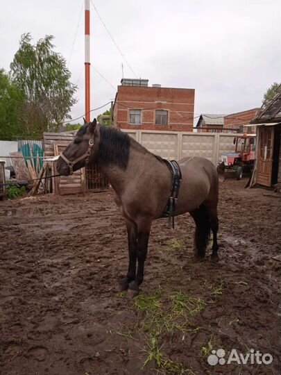 Жеребец Вятской породы