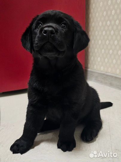 Щенки лабрадора