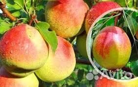 Саженцы груши зимостойких сортов