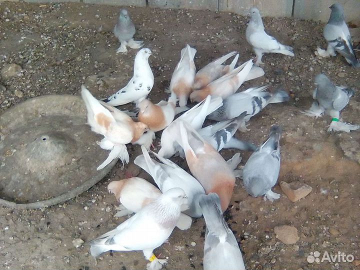 Голуби агараны и касаны