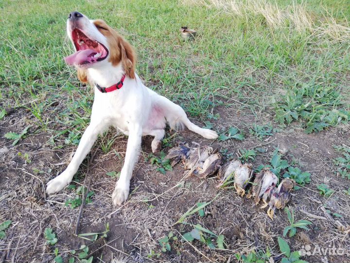 Бретонский эпаньоль