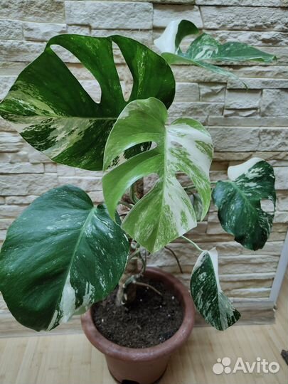 Монстера вариегатная Альба