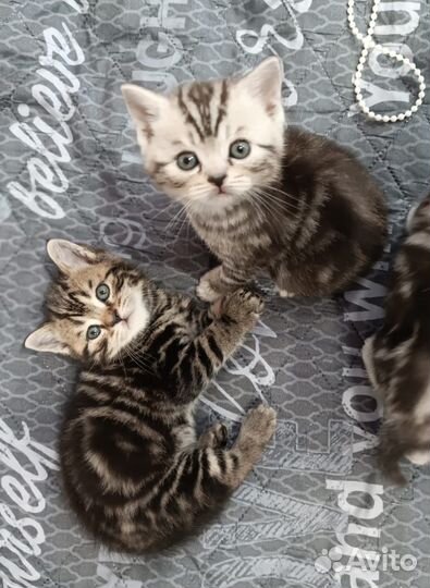 Британская