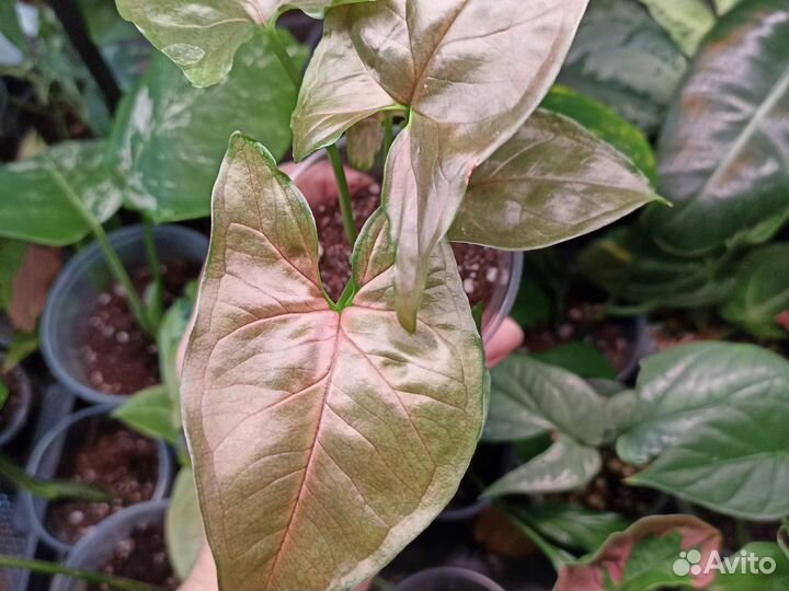 Сингониумы