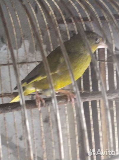 Щеглы, певчие птицы