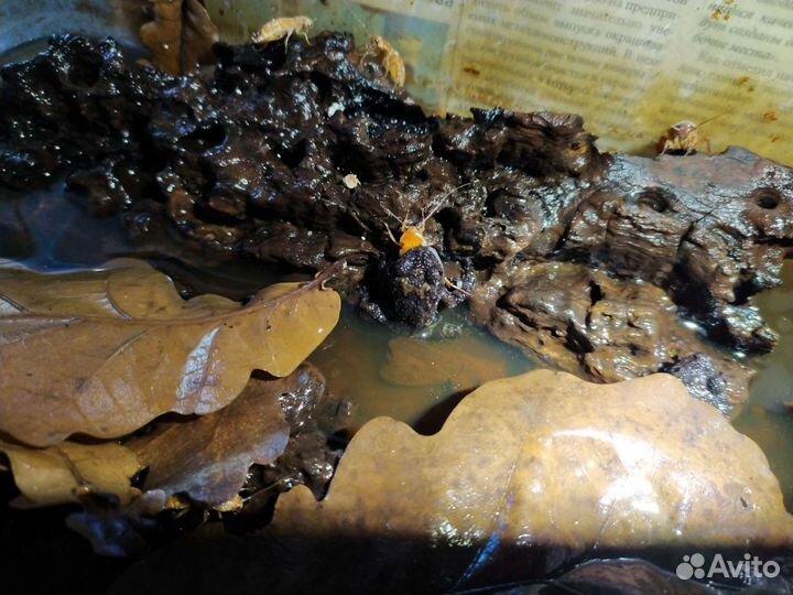 Лягушка Theloderma stellatum