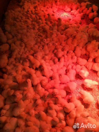 Цыплята бройлеры суточные,инку.ационное яйцо