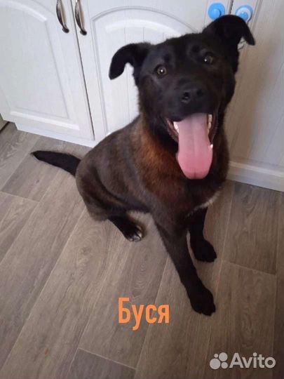 Собака в добрые руки