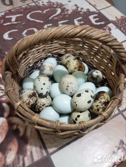 Перепелиныее, куриные яйца