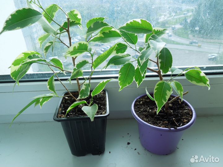 Продам комнатные цветы - фикусы