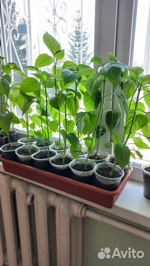 Рассада перцев