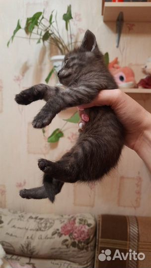 Отдам котенка в хорошие руки