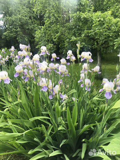 Ирисы
