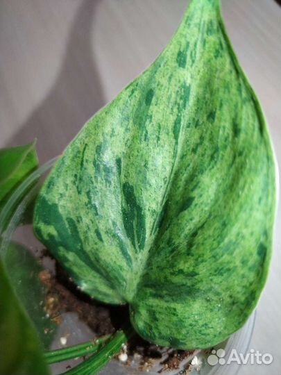 Филодендрон