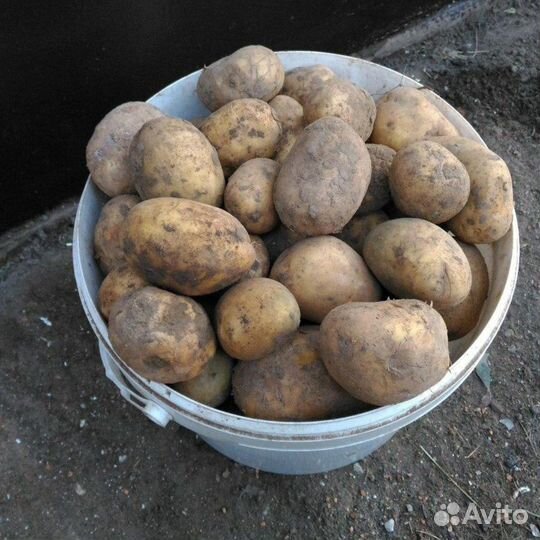 Продам картофель домашний