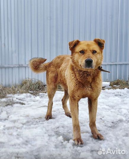 Брутальный пёс