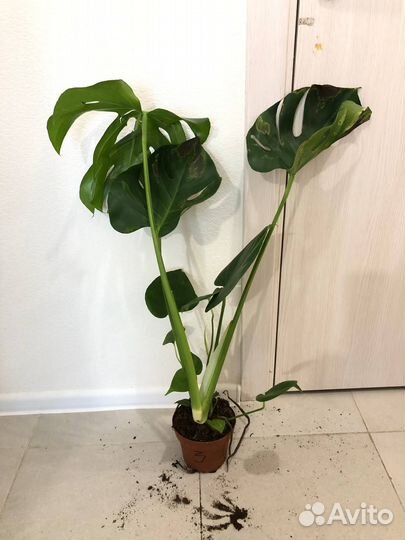 Монстера делициоза 14/80