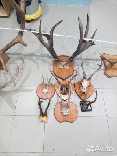 Рога лося,оленя, косули