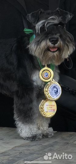 Цвергшнауцер вязка