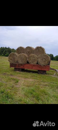 Продам сено в рулонах